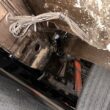 JAGUAR mk VIII of 1958  original Dutch delivery